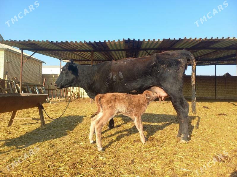 göleli. - Векильбазар - img 2