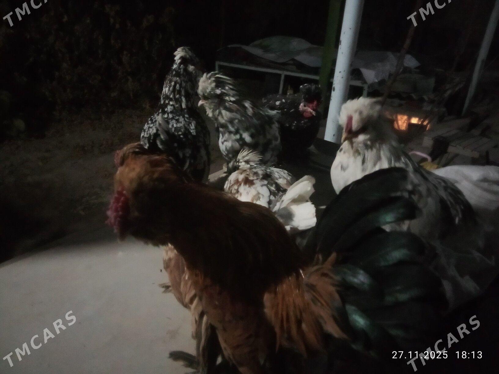 karlik towlak - Türkmenabat - img 5