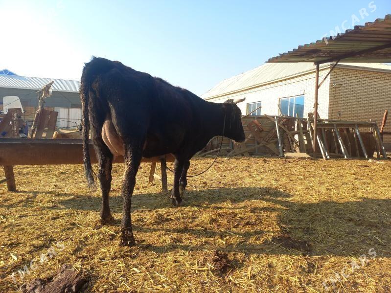 göleli. - Векильбазар - img 4