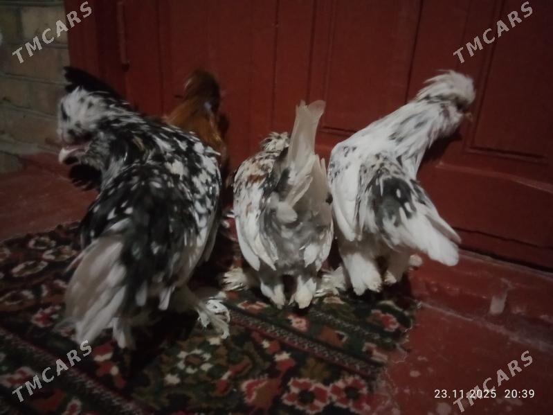 karlik towlak - Türkmenabat - img 3