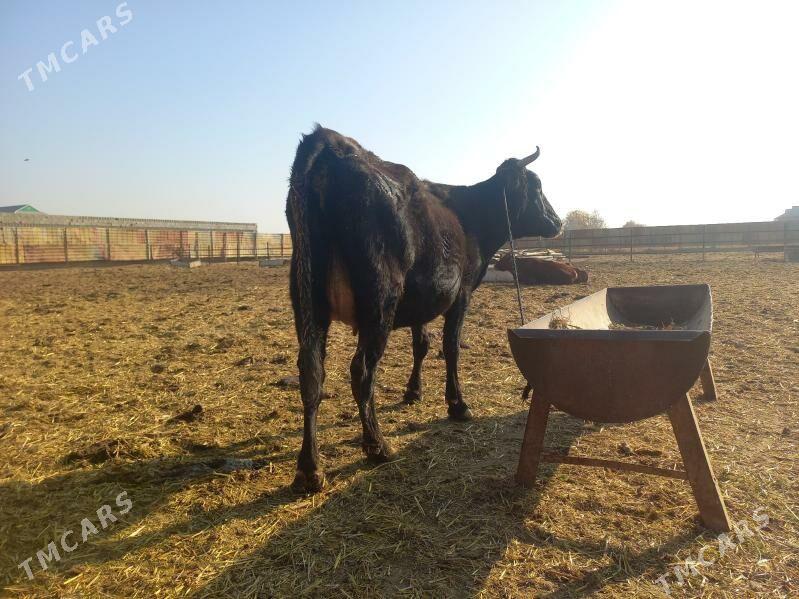 göleli. - Векильбазар - img 6