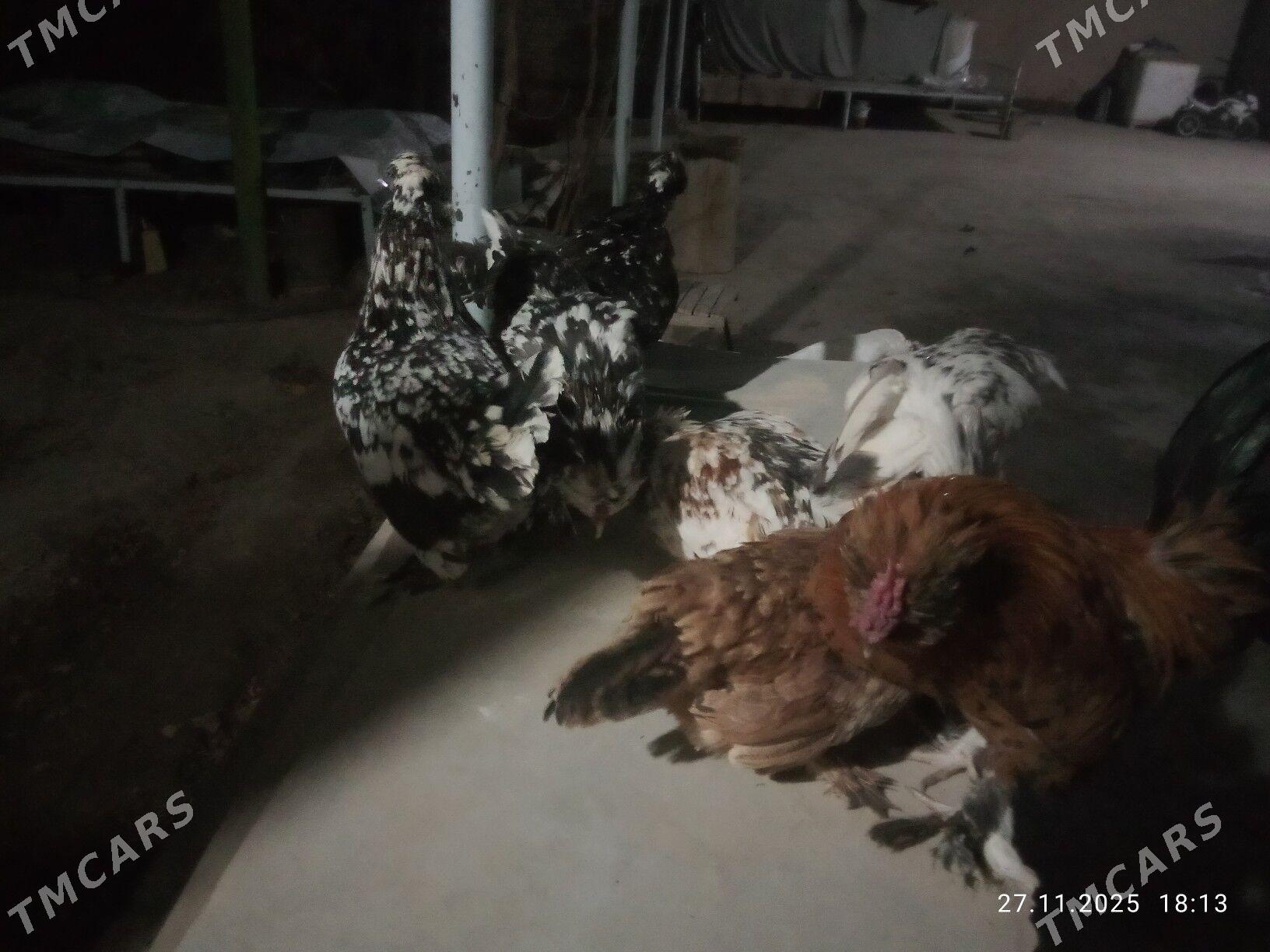 karlik towlak - Türkmenabat - img 7