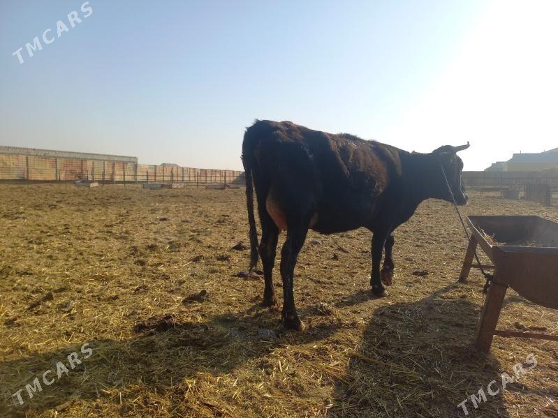 göleli. - Векильбазар - img 5