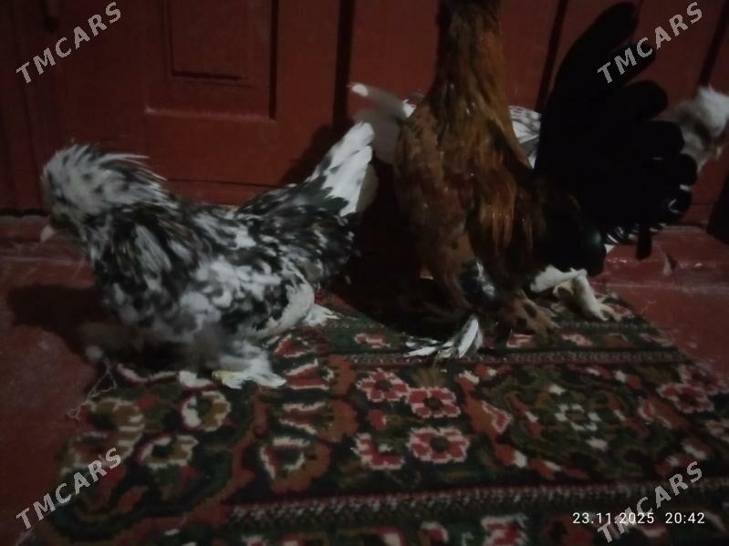 karlik towlak - Türkmenabat - img 2