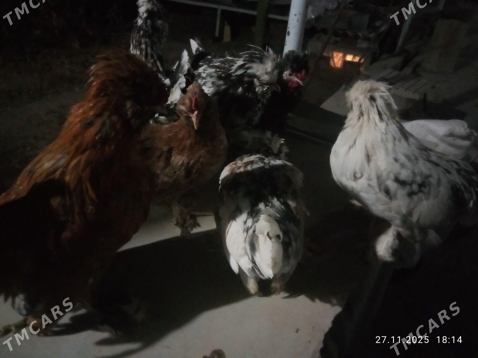 karlik towlak - Türkmenabat - img 4