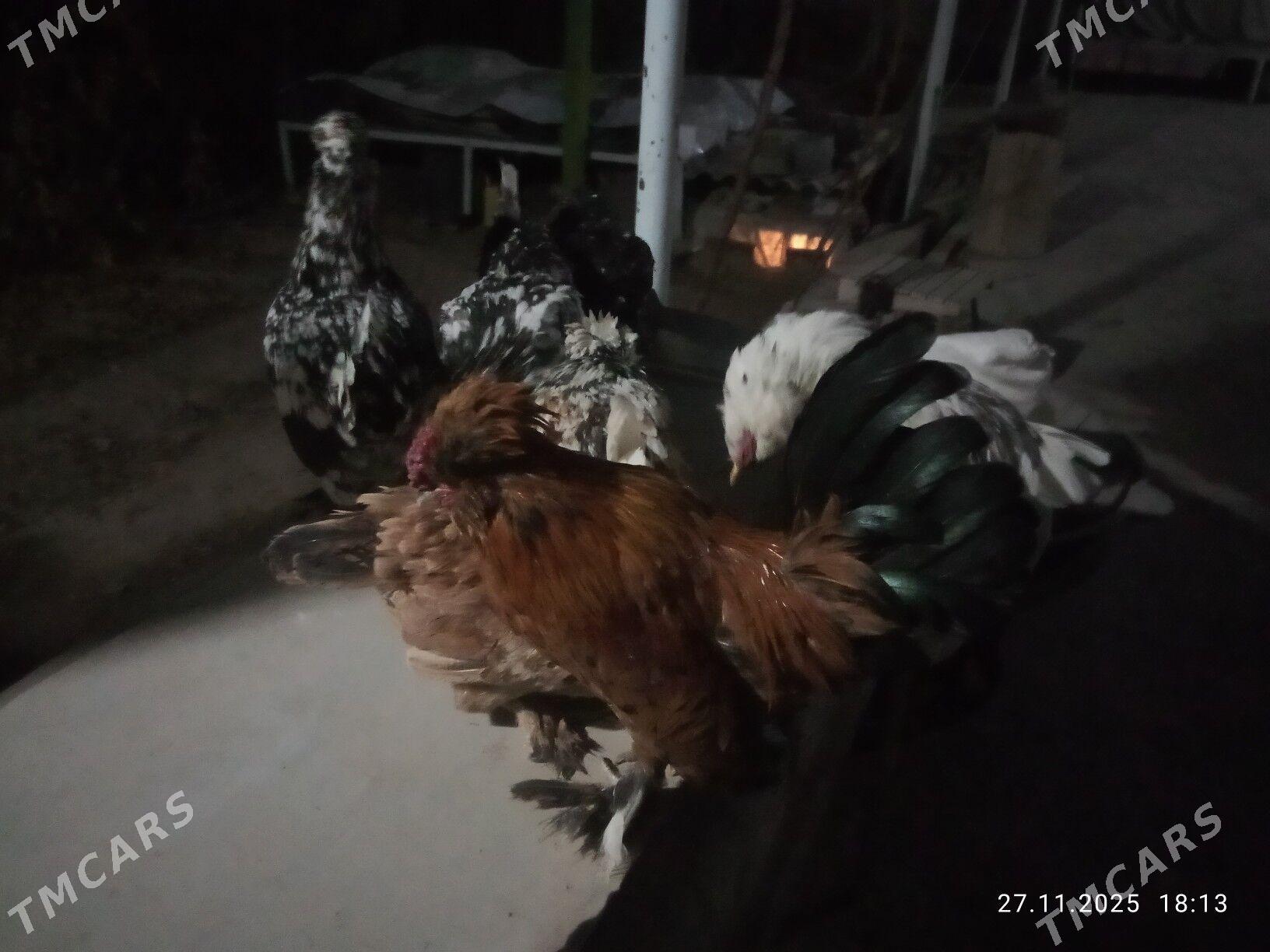 karlik towlak - Türkmenabat - img 8