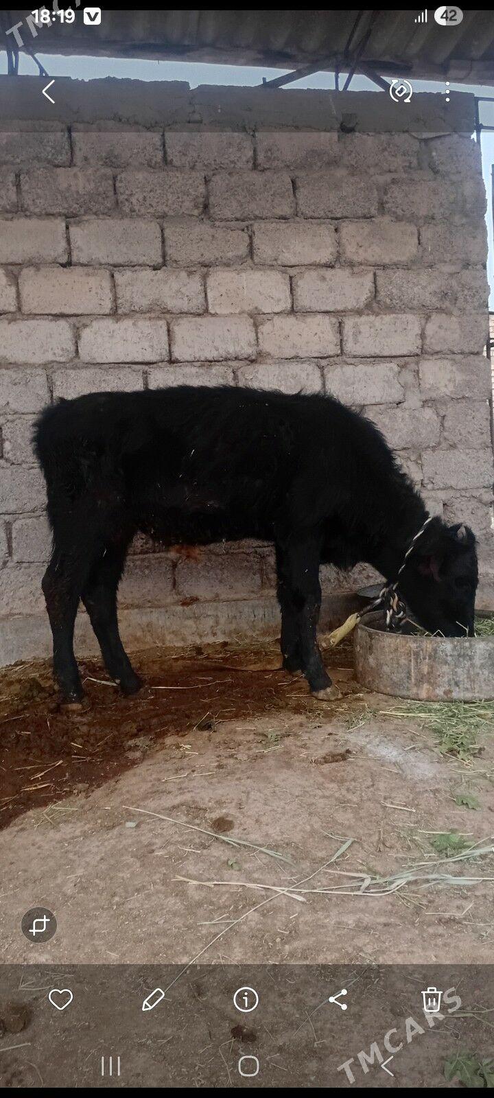 öküzçe - Ýaşlyk - img 2