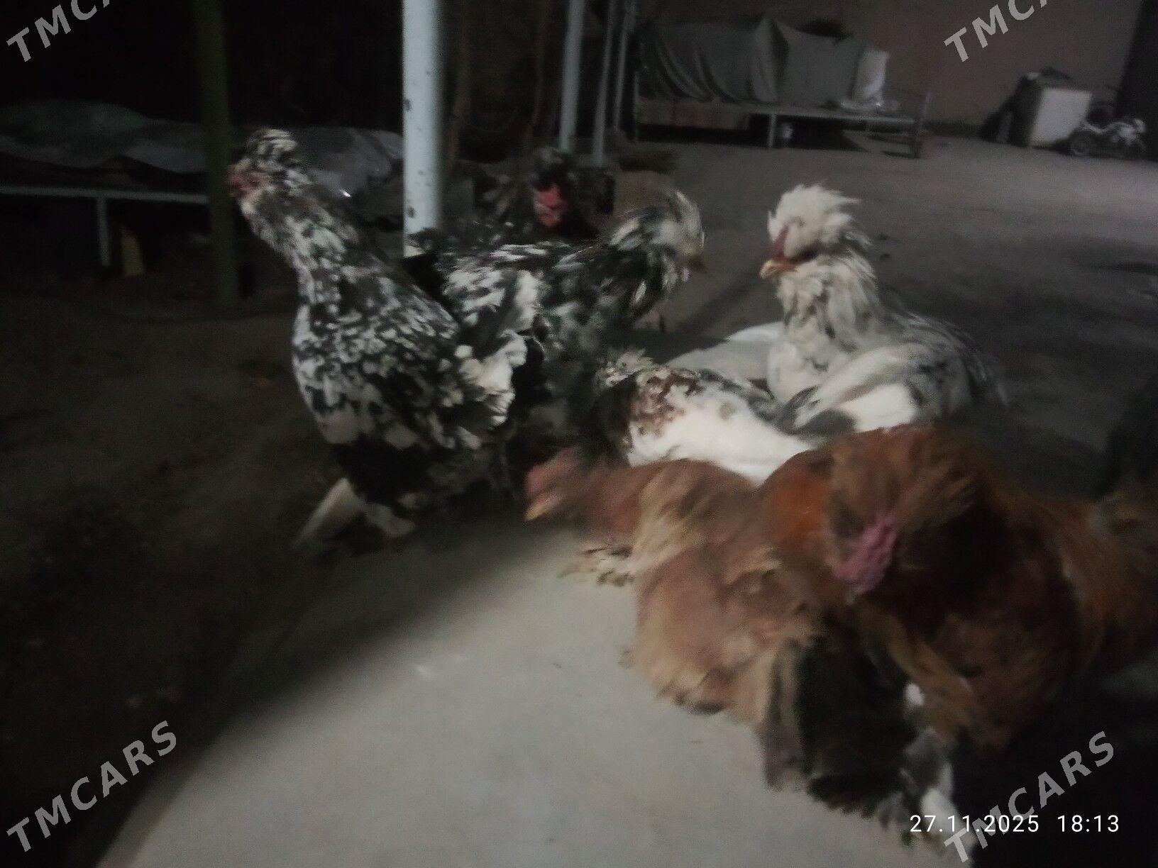 karlik towlak - Türkmenabat - img 6