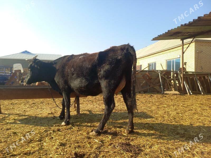 göleli. - Векильбазар - img 8