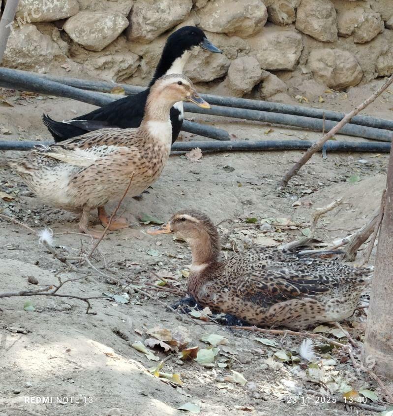 ordek gak gak - Jebel - img 2