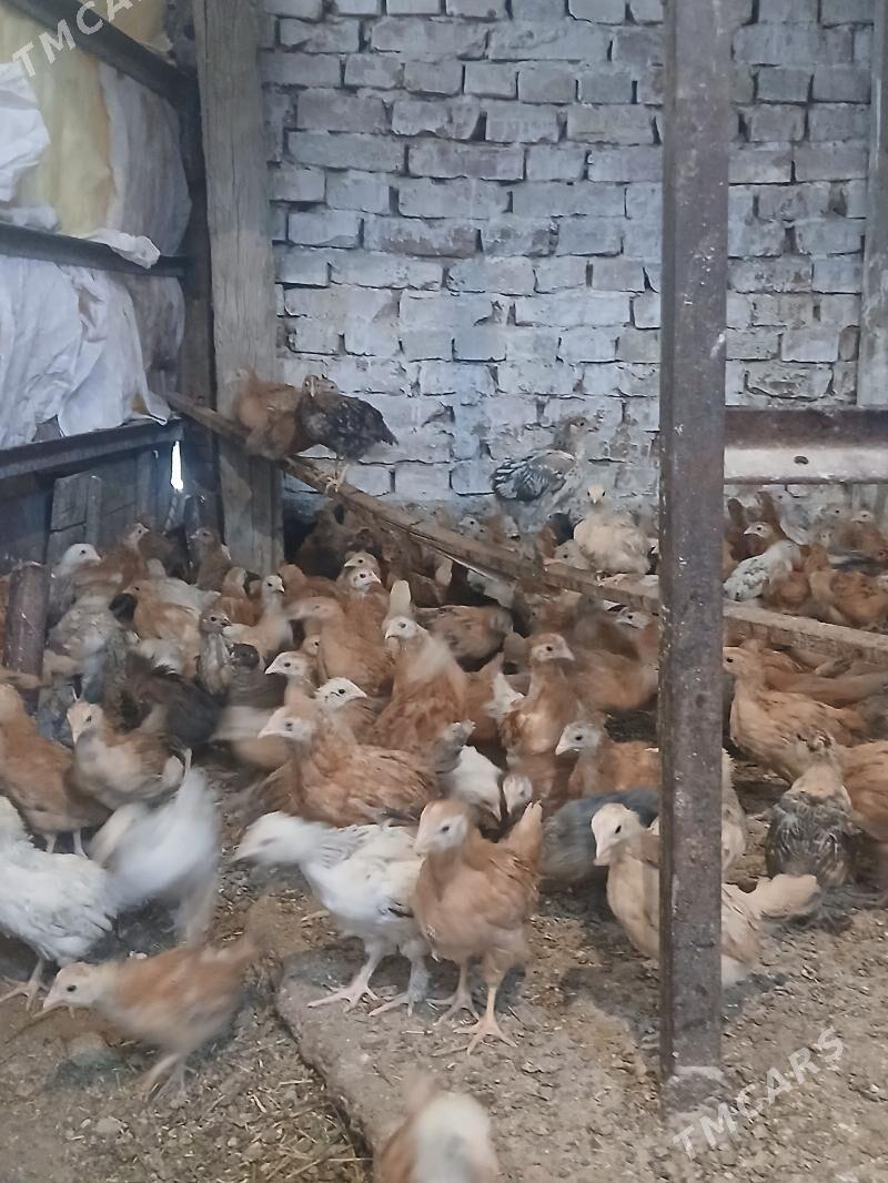 juyje - Бахарден - img 2