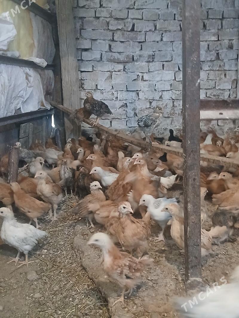 juyje - Бахарден - img 3