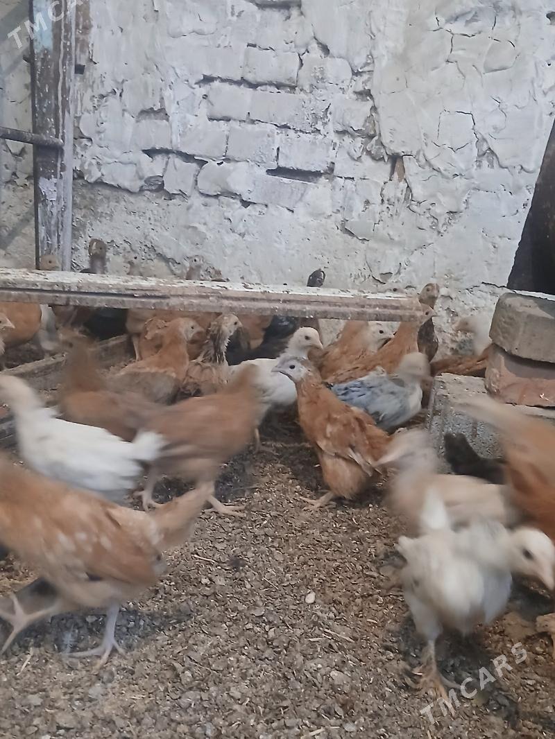 juyje - Бахарден - img 4