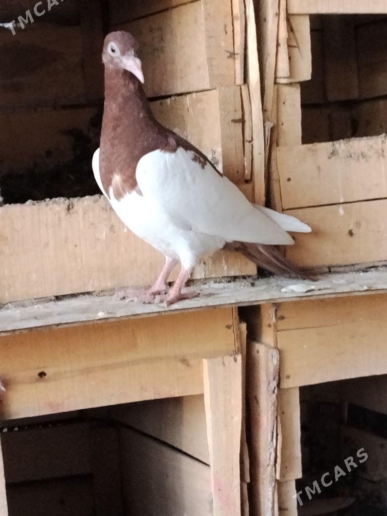 kepderi - Wekilbazar - img 4