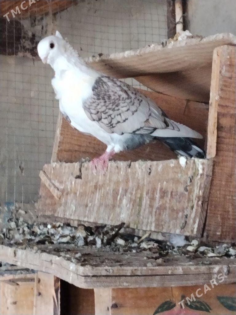 kepderi - Wekilbazar - img 3