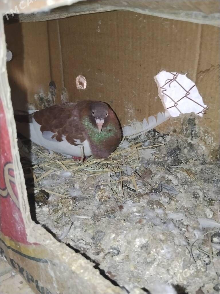 kepderi - Wekilbazar - img 6