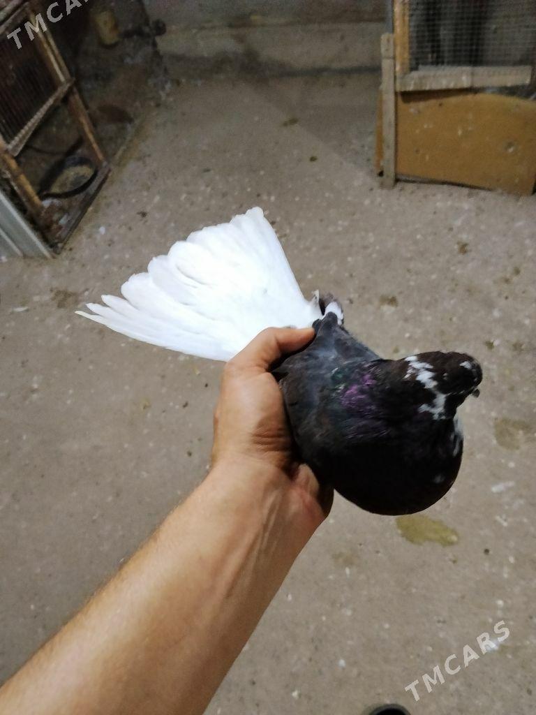 kepderi - Wekilbazar - img 9