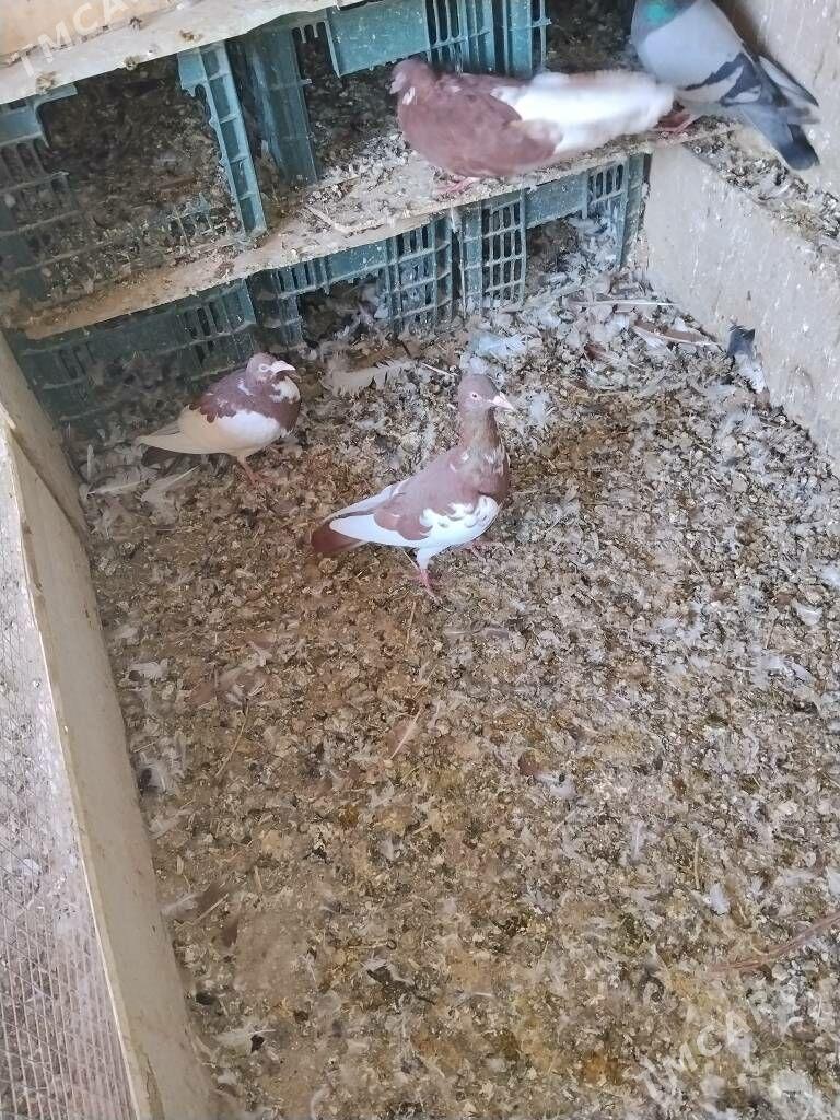 kepderi - Wekilbazar - img 8