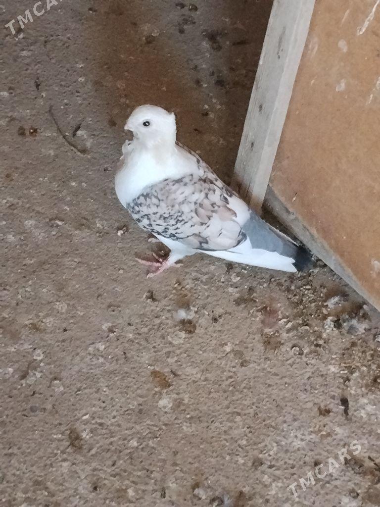 kepderi - Wekilbazar - img 1