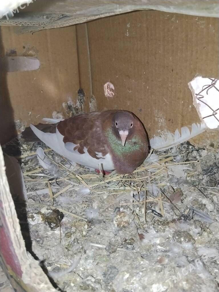 kepderi - Wekilbazar - img 5