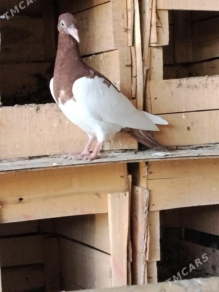 kepderi - Wekilbazar - img 7