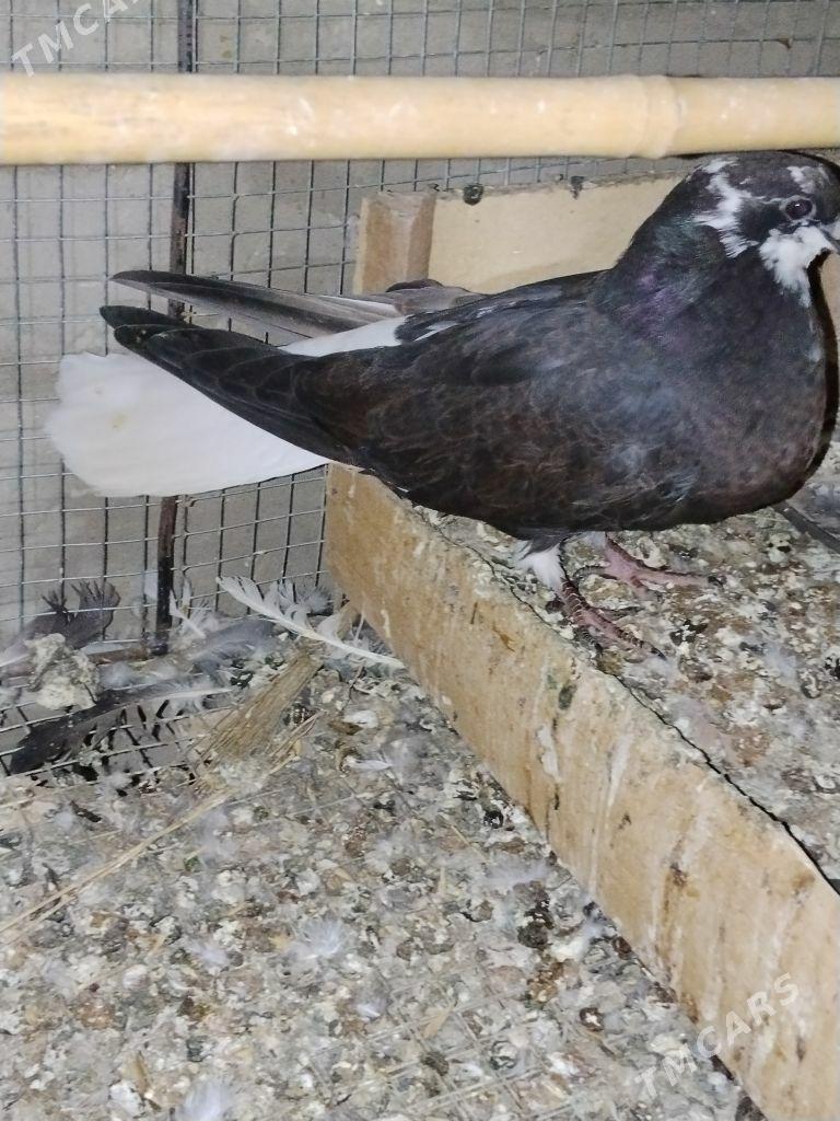 kepderi - Wekilbazar - img 10