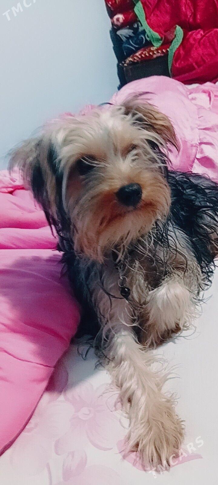 йоркширский перьед - Türkmenabat - img 2