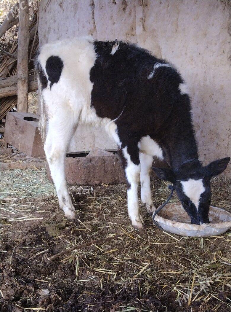 Gara galestayyn sygyr. - Sakar - img 1