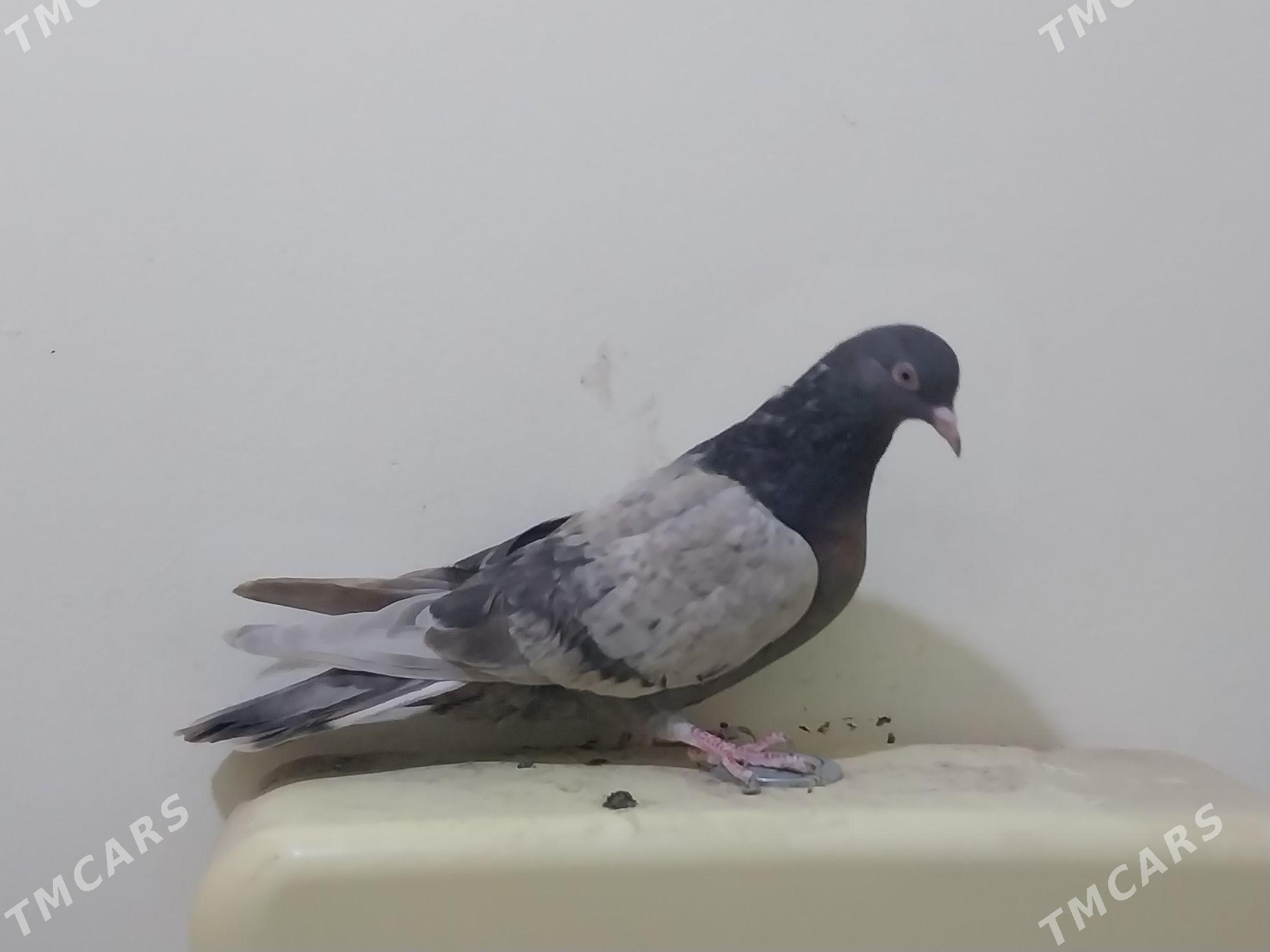 Kepderi - Ашхабад - img 5