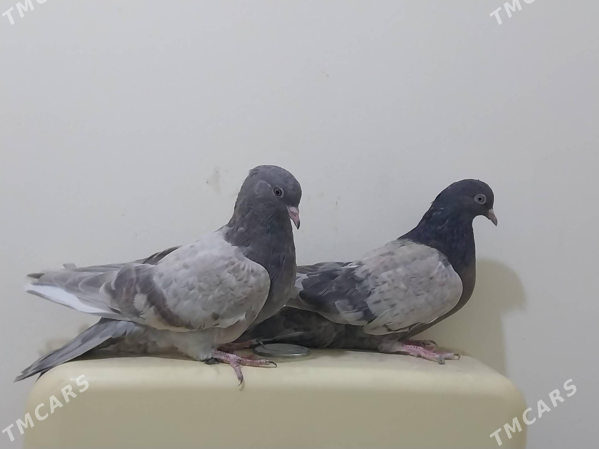 Kepderi - Ашхабад - img 1