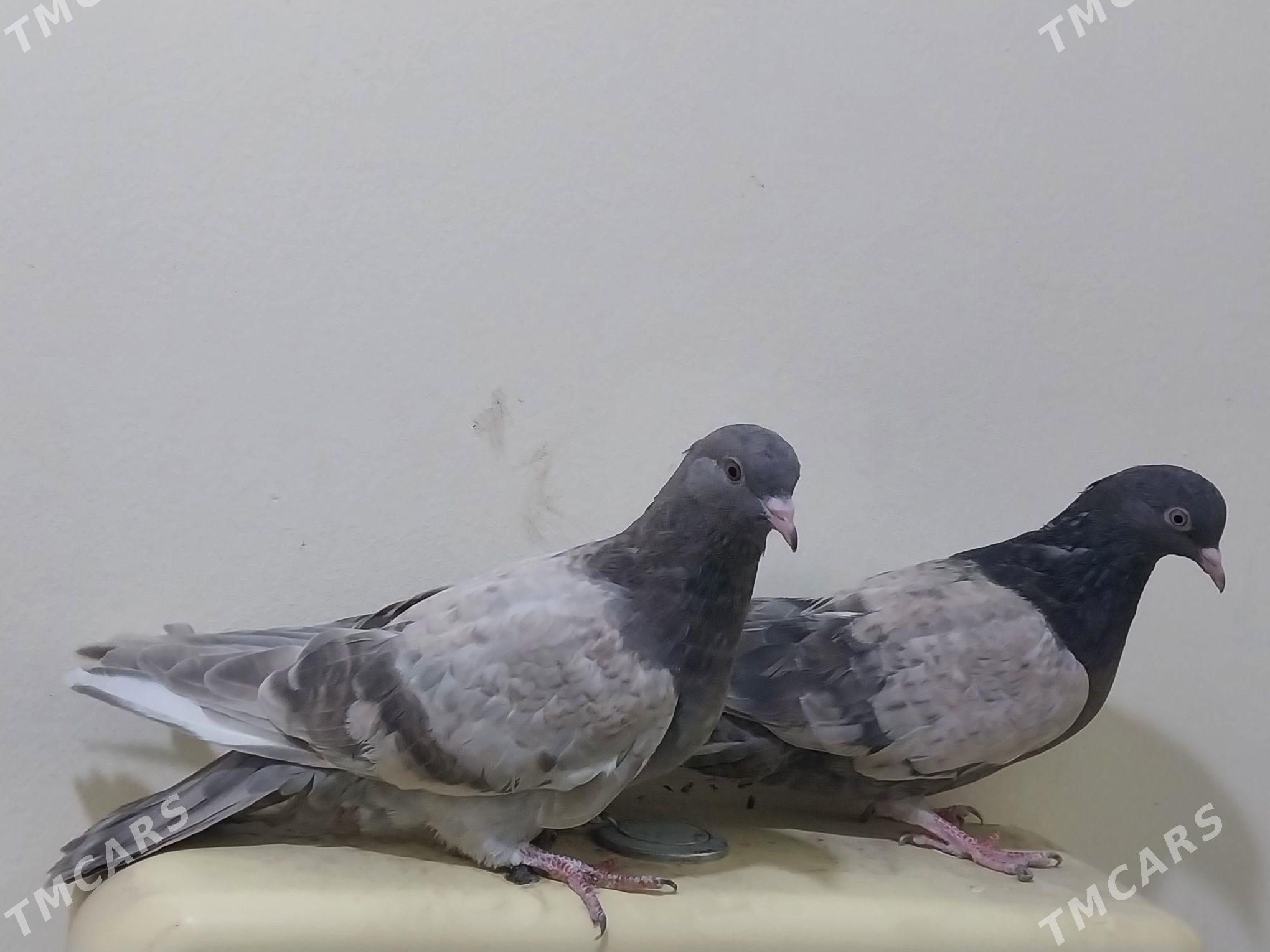 Kepderi - Ашхабад - img 2