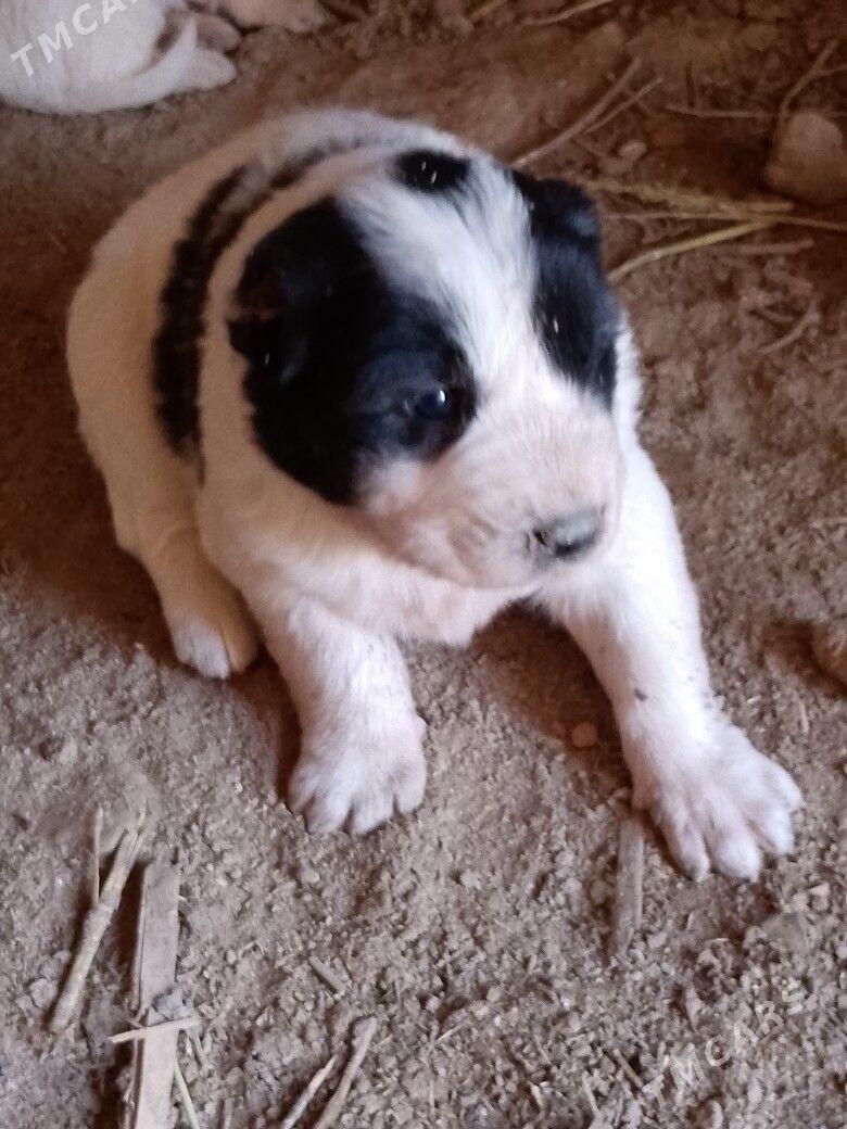 alabaý - Шабатский этрап - img 2