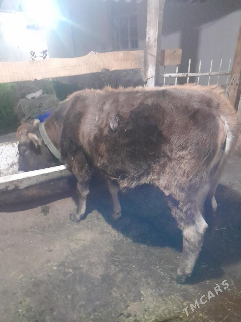 Gole - Ашхабад - img 2