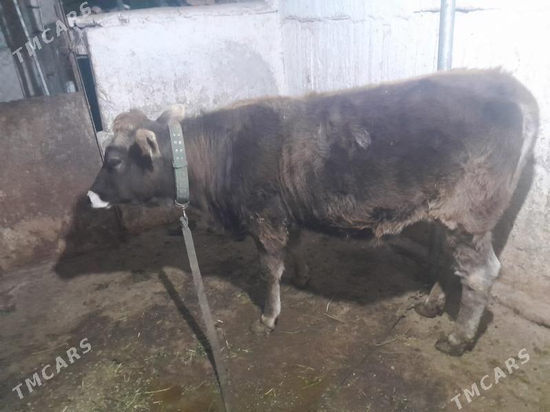 Gole - Ашхабад - img 3