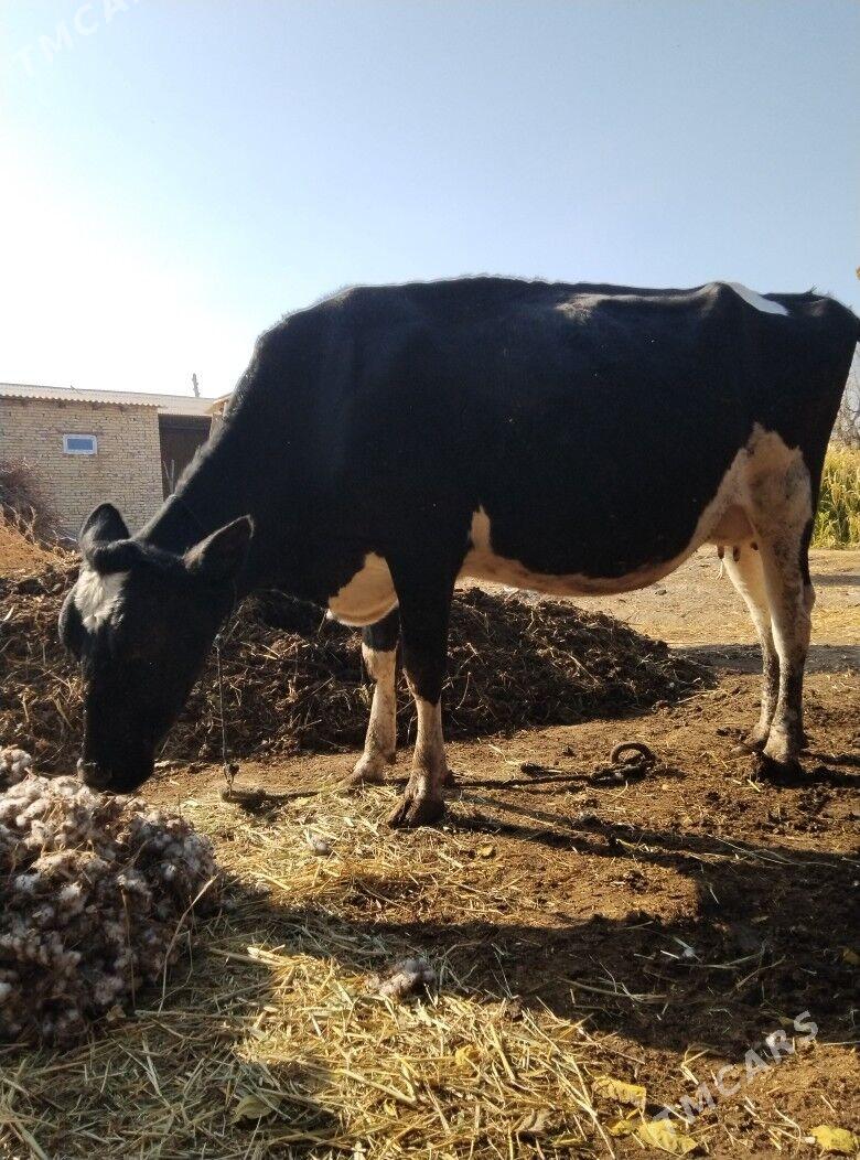 Gara galestayyn sygyr. - Sakar - img 3