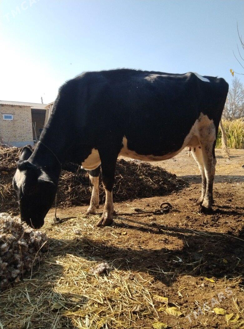 Gara galestayyn sygyr. - Sakar - img 4