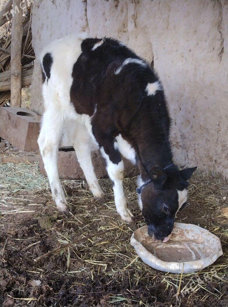 Gara galestayyn sygyr. - Sakar - img 2