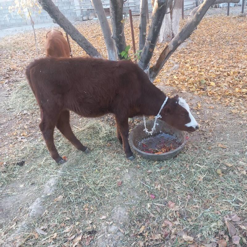 Tũwe - Aşgabat - img 2