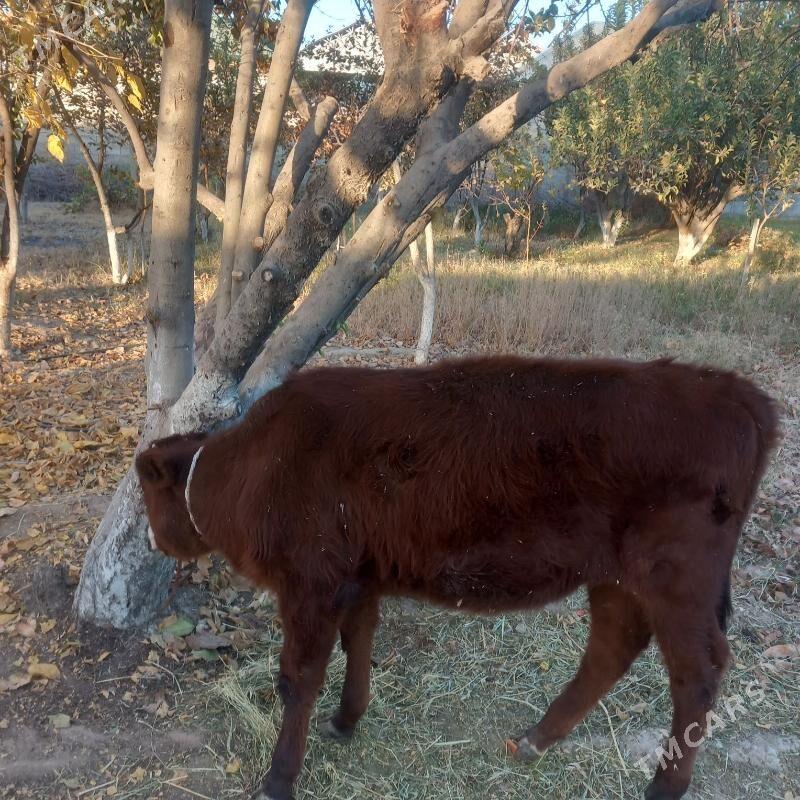 Tũwe - Aşgabat - img 6
