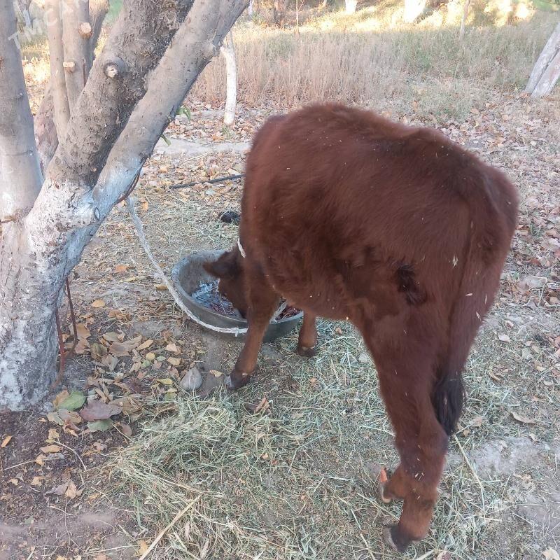 Tũwe - Aşgabat - img 3