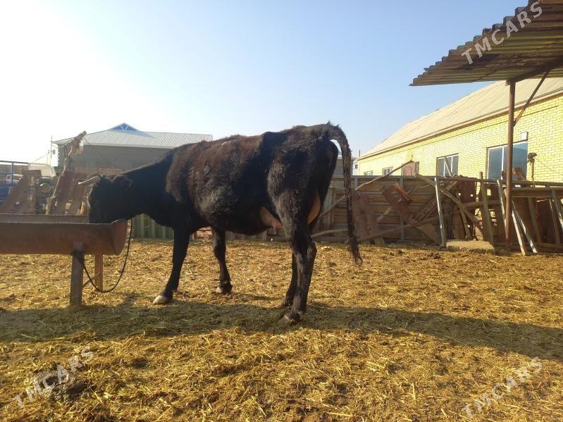 göleli. - Векильбазар - img 7