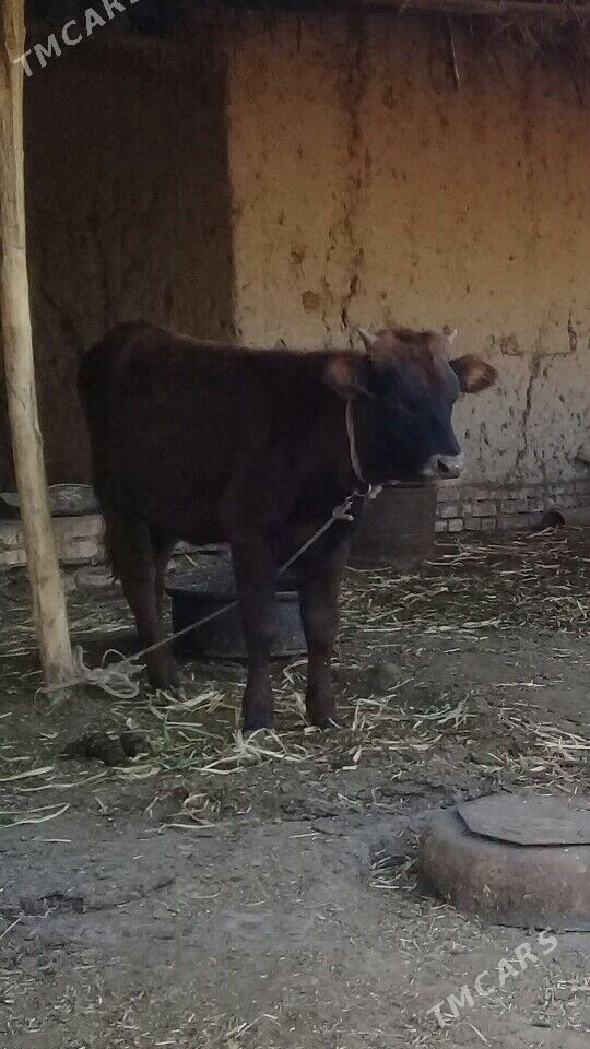 siwes okuzce - Гороглы (Тагта) - img 2