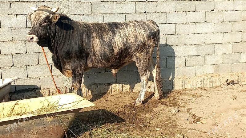 Bakilan okuz. - Aşgabat - img 3