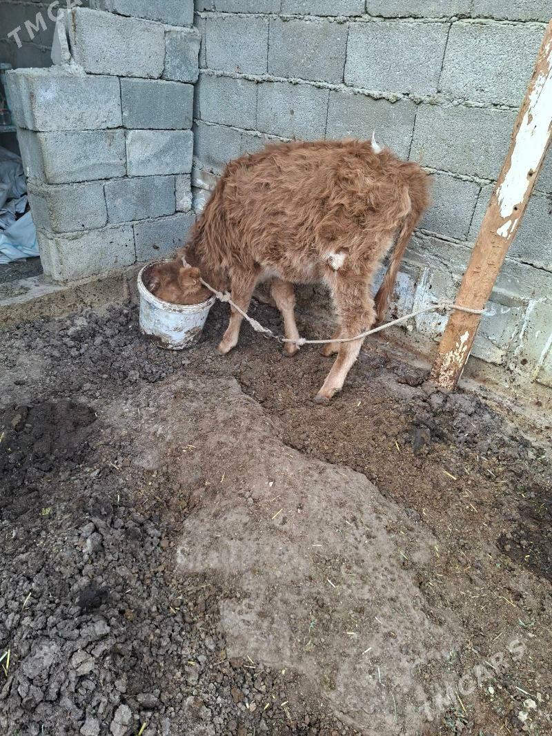 okuzçe tuww - Гарадамак Шор - img 9