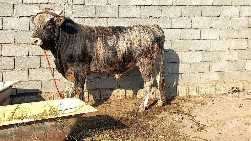 Bakilan okuz. - Aşgabat - img 2