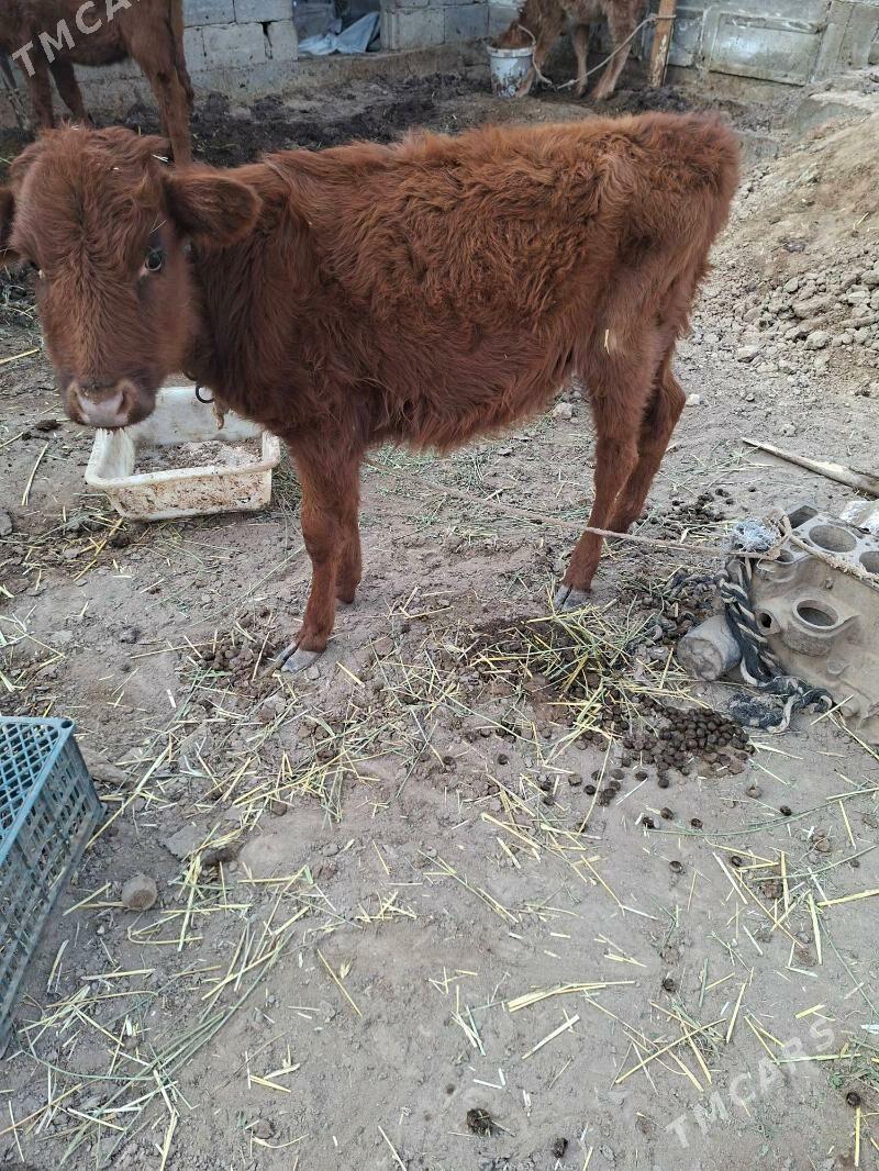 okuzçe tuww - Гарадамак Шор - img 8