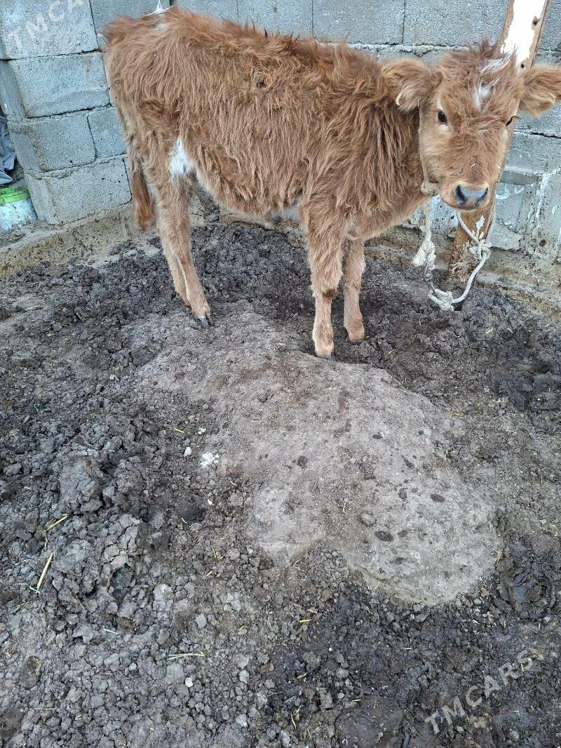 okuzçe tuww - Гарадамак Шор - img 4