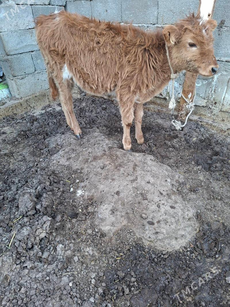 okuzçe tuww - Гарадамак Шор - img 3