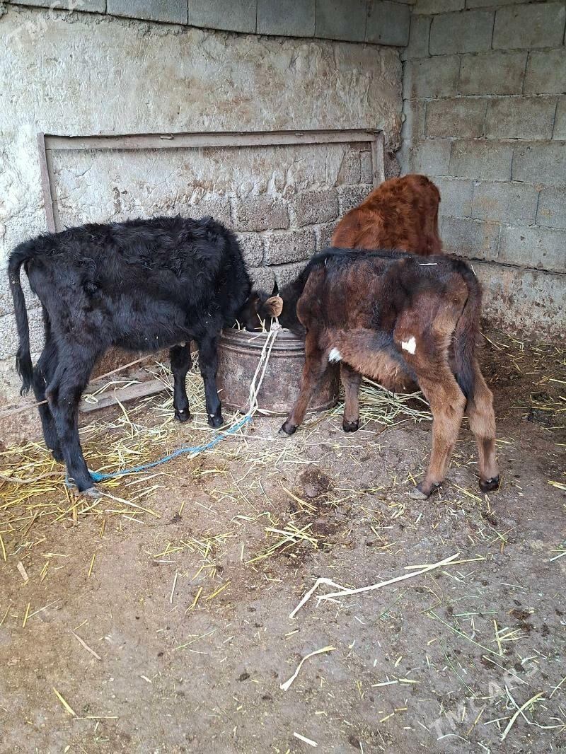 okuzçe tuww - Гарадамак Шор - img 7