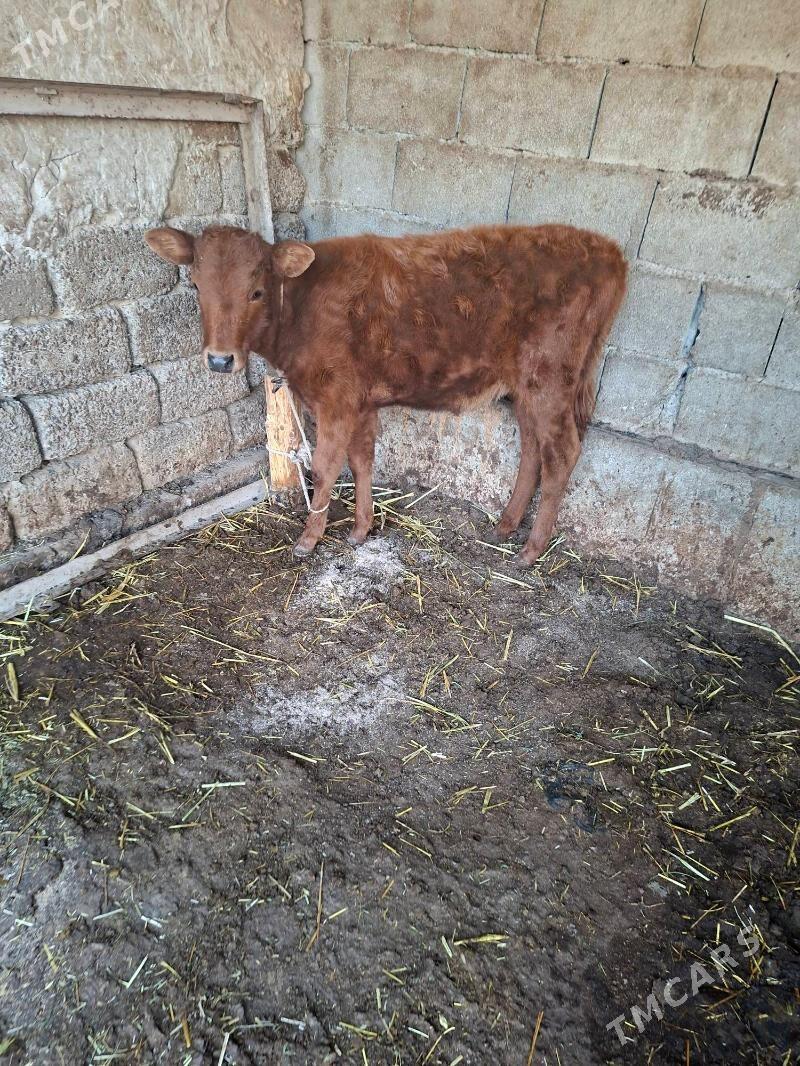 okuzçe tuww - Гарадамак Шор - img 5